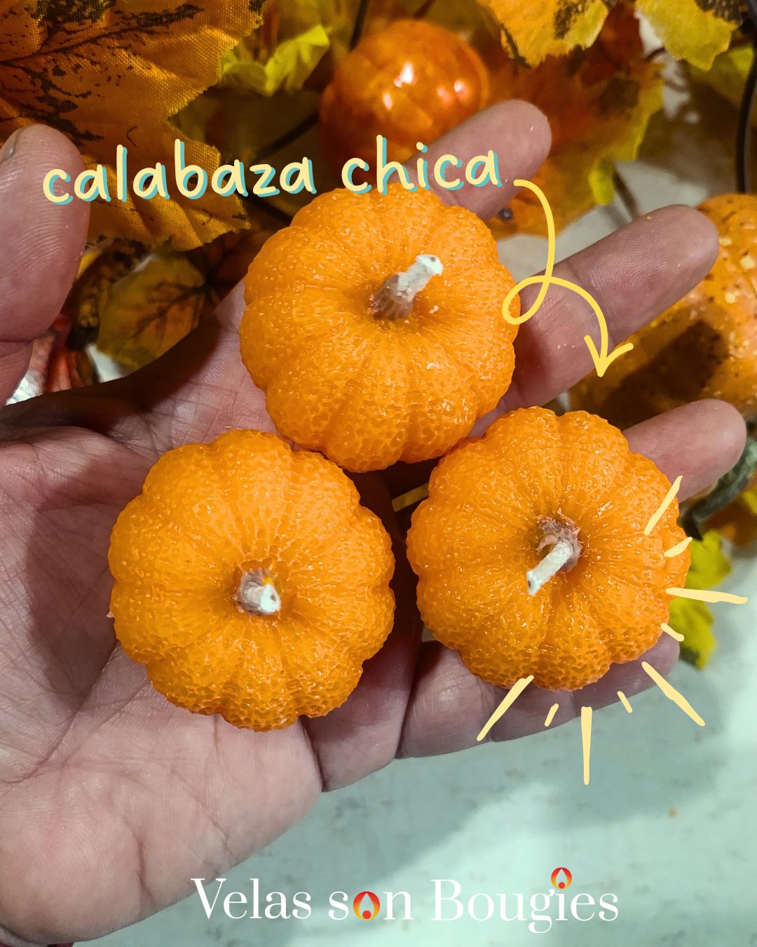 calabaza chica docena